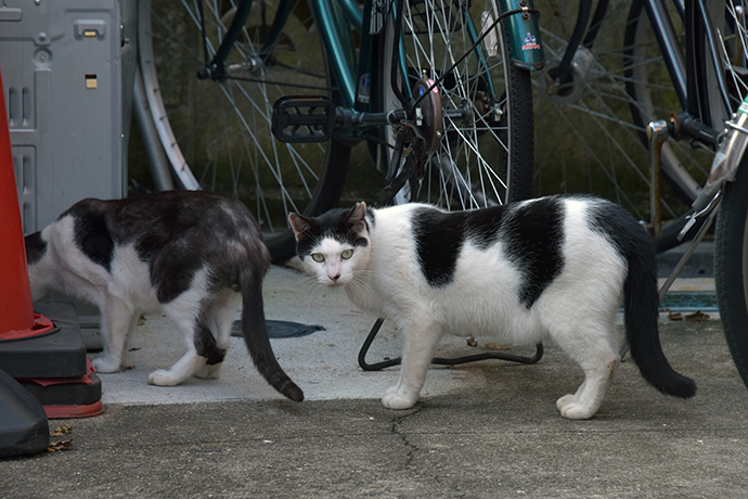 街のねこたち