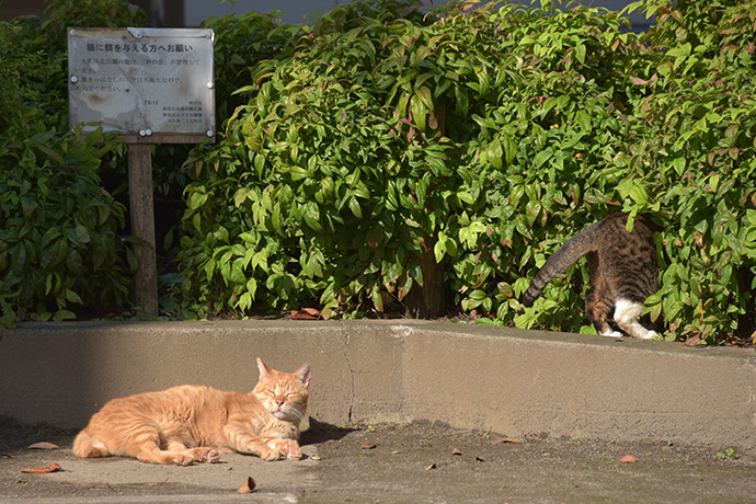 街のねこたち