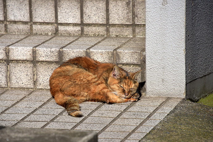 街のねこたち