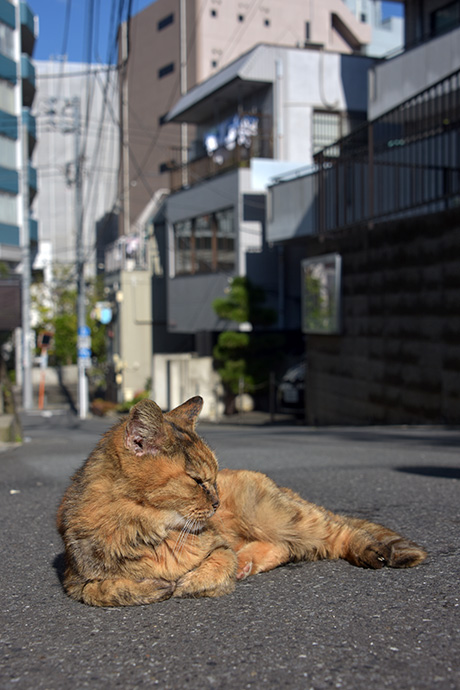 街のねこたち