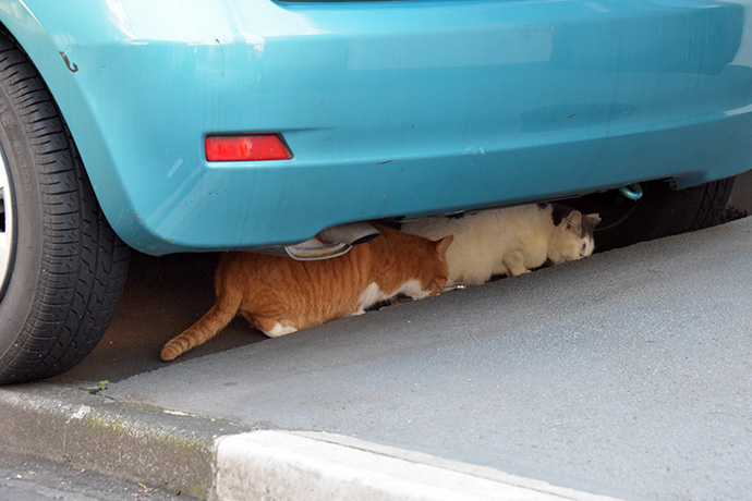 街のねこたち