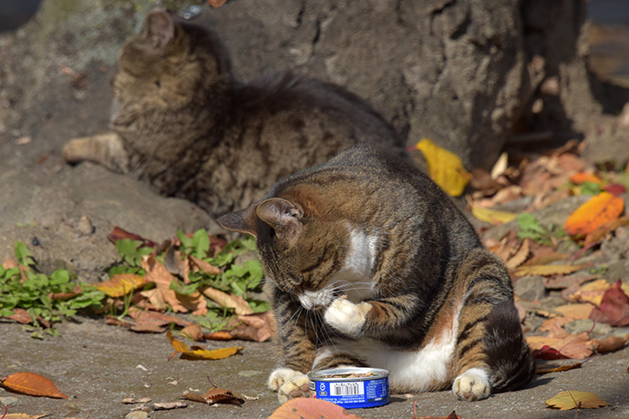 街のねこたち