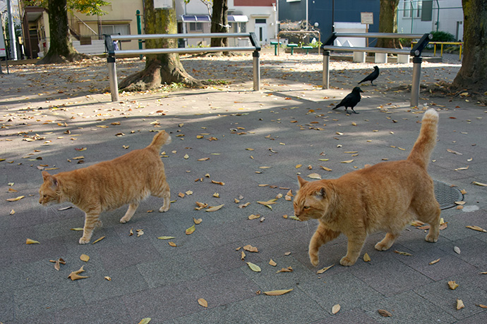 街のねこたち