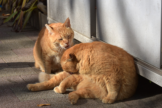 街のねこたち