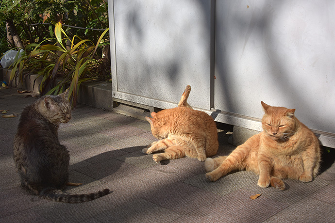 街のねこたち