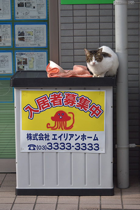 街のねこたち