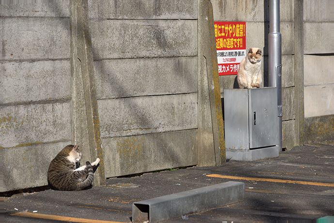 街のねこたち