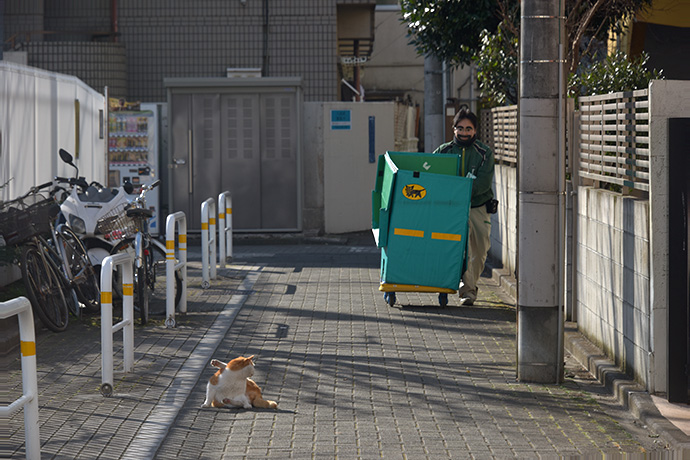 街のねこたち