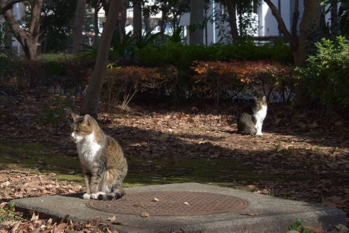 街のねこたち