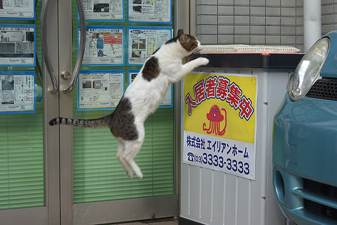 街のねこたち