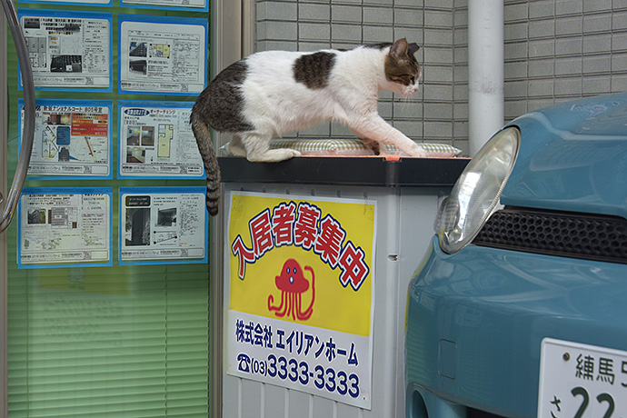 街のねこたち
