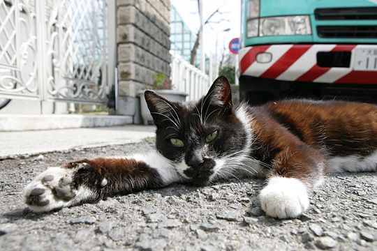 街のねこたち