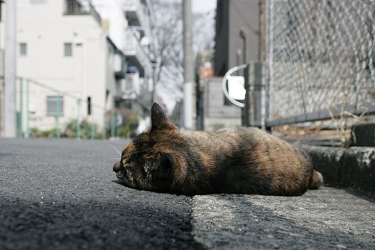 街のねこたち