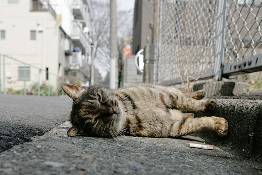 街のねこたち