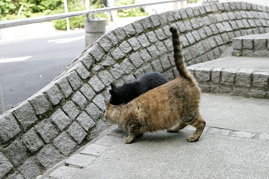 街のねこたち