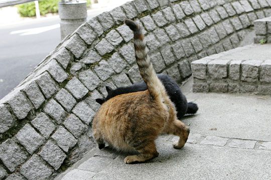 街のねこたち