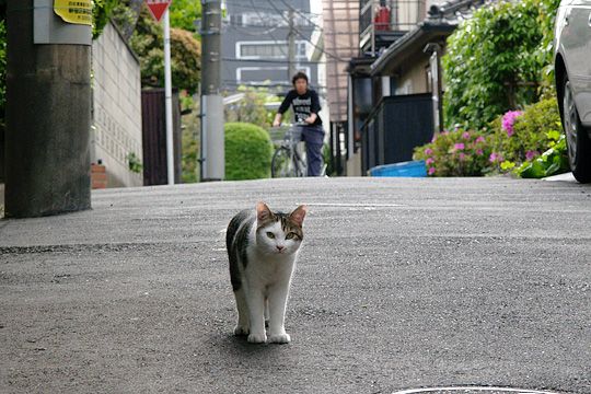 街のねこたち