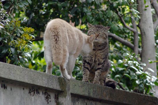 街のねこたち