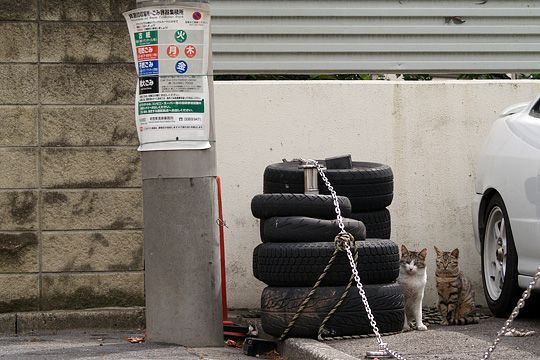 街のねこたち