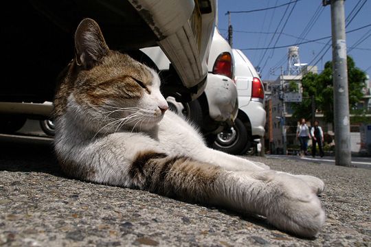 街のねこたち