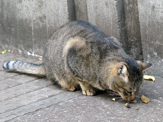 街のねこたち