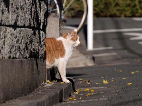 街のねこたち
