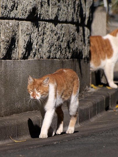 街のねこたち