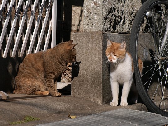 街のねこたち
