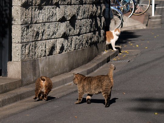 街のねこたち