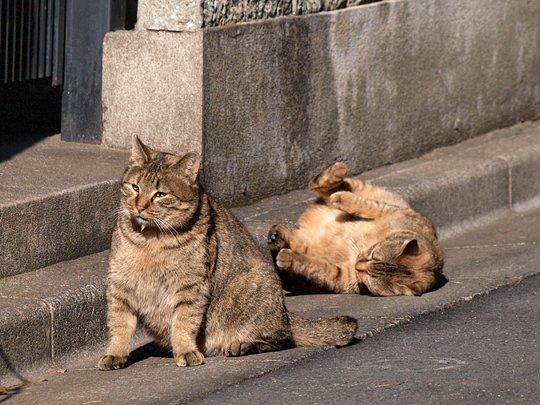 街のねこたち