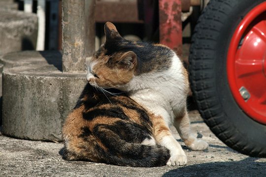 街のねこたち