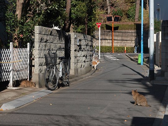 街のねこたち