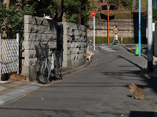 街のねこたち