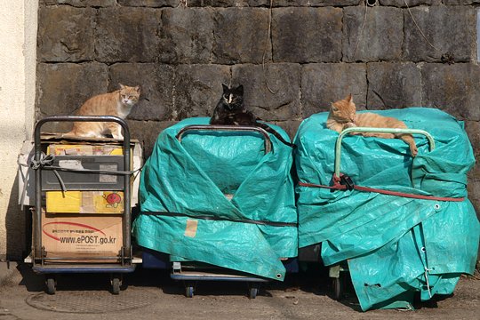 街のねこたち