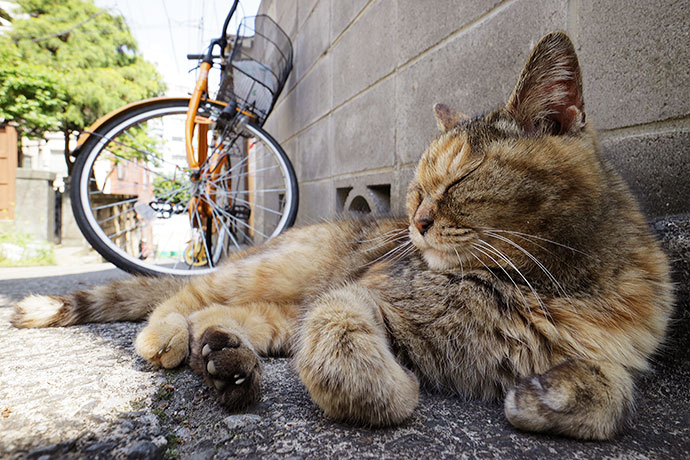 街のねこたち