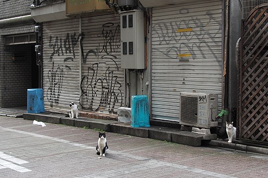 街のねこたち