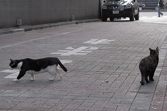 街のねこたち
