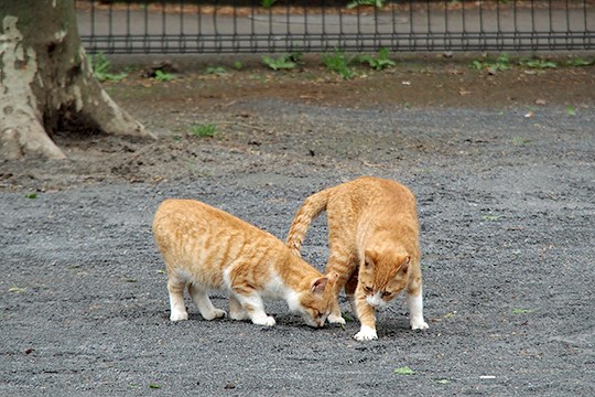 街のねこたち