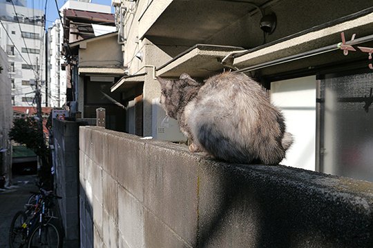 街のねこたち