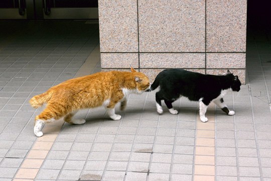 街のねこたち