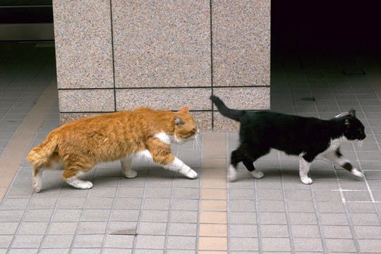 街のねこたち