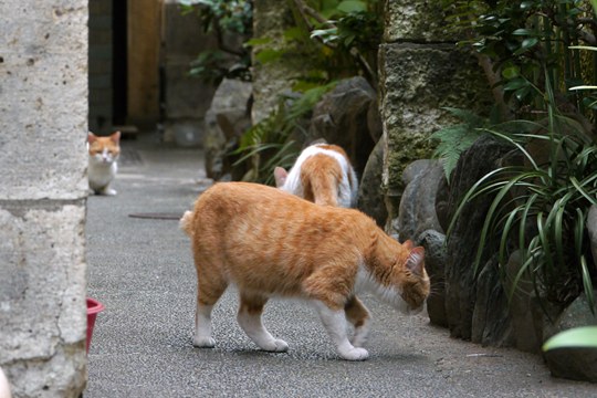 街のねこたち
