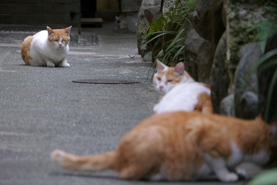街のねこたち