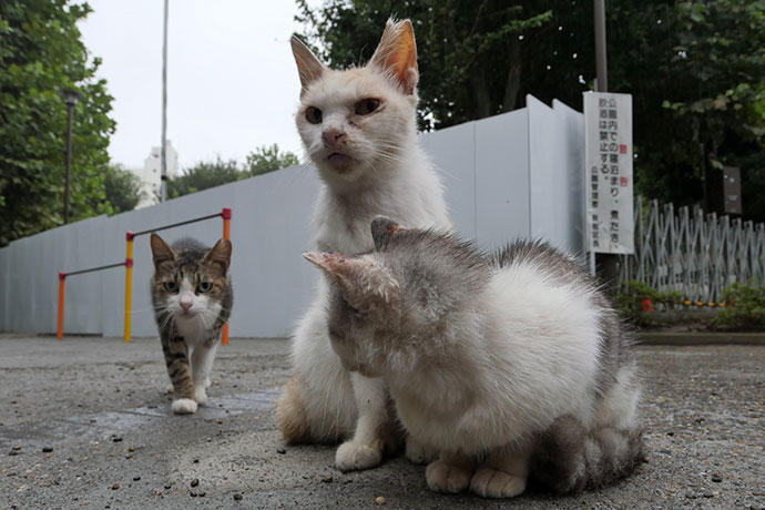 街のねこたち
