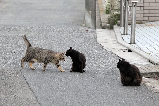 街のねこたち