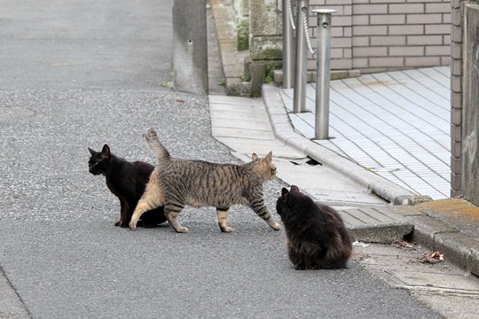 街のねこたち