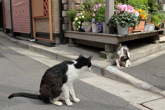 街のねこたち