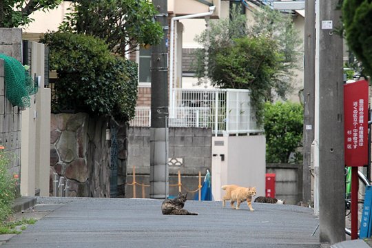 街のねこたち