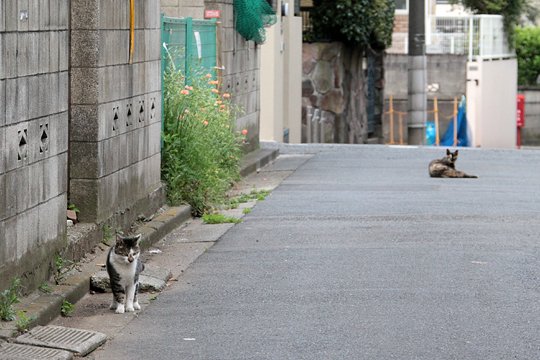 街のねこたち
