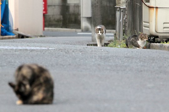 街のねこたち